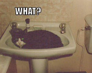 Tom - despite appearances to the contrary - one of the smartest cats who ever lived.